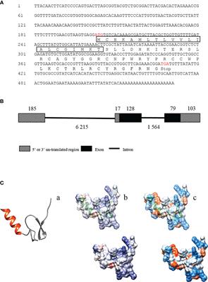 Identification of a Novel Antimicrobial Peptide From the Ancient Marine Arthropod Chinese Horseshoe Crab, Tachypleus tridentatus